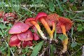 Hygrocybe splendidissima-amf2023